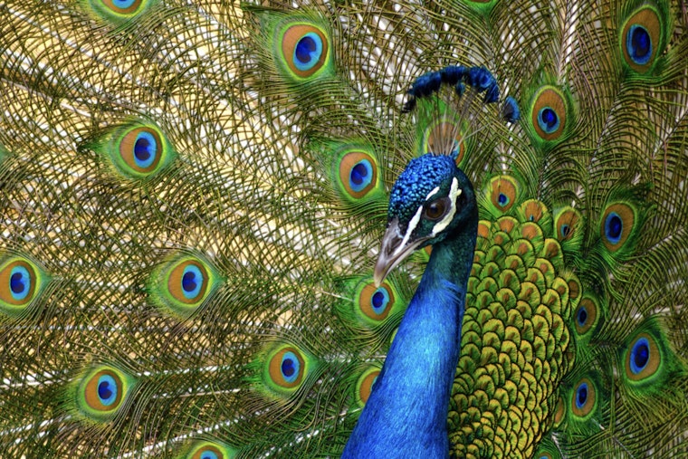 San Antonio Neighborhood Rallies to Protect Wild Peacocks from Alleged Birdnapping Incidents