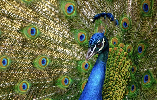 San Antonio Neighborhood Rallies to Protect Wild Peacocks from Alleged Birdnapping Incidents