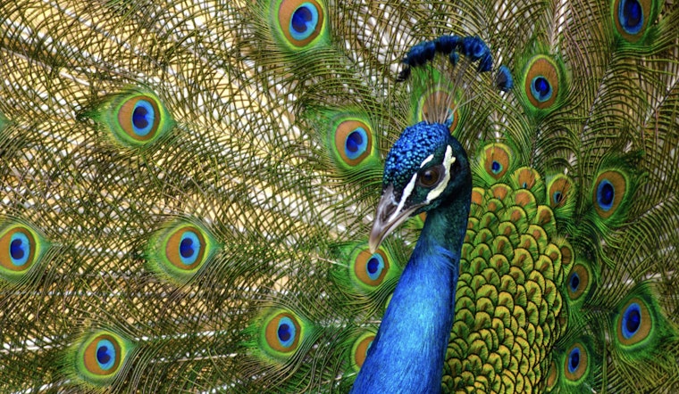 San Antonio Neighborhood Rallies to Protect Wild Peacocks from Alleged Birdnapping Incidents