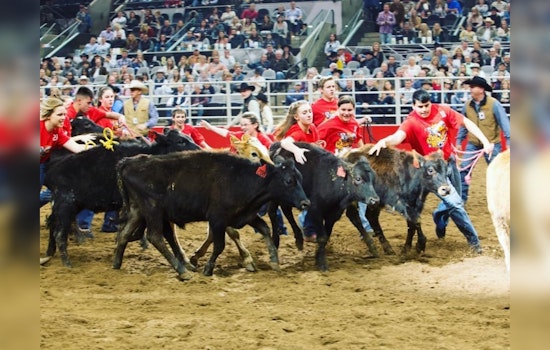 San Antonio Rodeo's Calf Scramble Ignites Competition as Youths Chase Livestock Dreams and Prizes