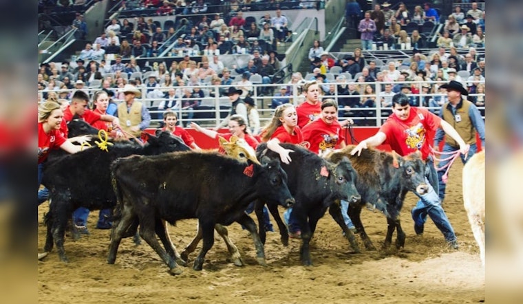 San Antonio Rodeo's Calf Scramble Ignites Competition as Youths Chase Livestock Dreams and Prizes