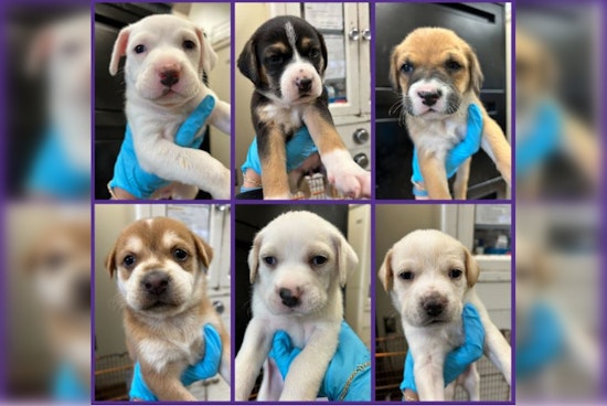 San Antonio Shelter Makes Urgent Call for Puppy Fosters Amid Viral Illness Risks