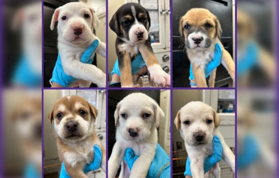 San Antonio Shelter Makes Urgent Call for Puppy Fosters Amid Viral Illness Risks