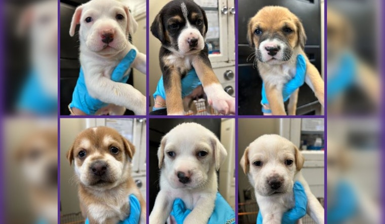 San Antonio Shelter Makes Urgent Call for Puppy Fosters Amid Viral Illness Risks