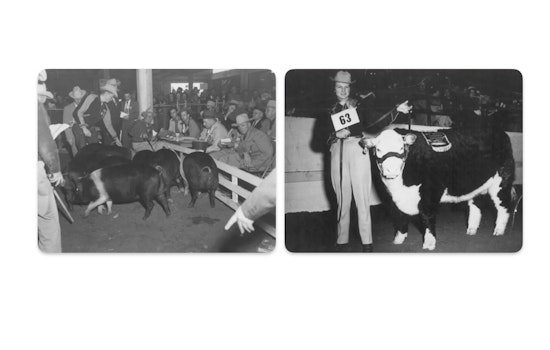 San Antonio Stock Show and Rodeo Kicks Off 75th Anniversary Amid Weather Challenges