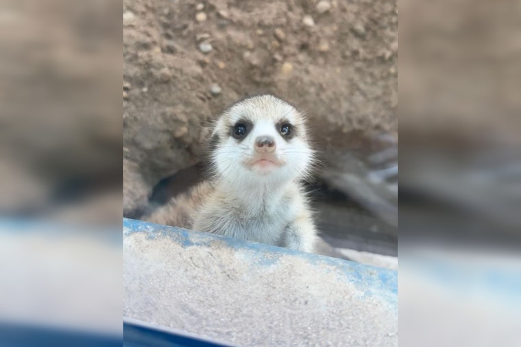 San Antonio Zoo Vies for National Acclaim in USA Today's Best Zoo Competition