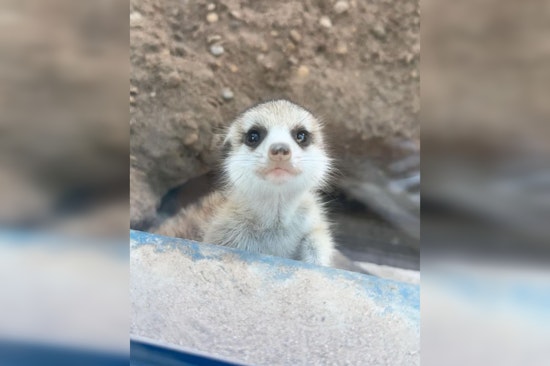 San Antonio Zoo Vies for National Acclaim in USA Today's Best Zoo Competition