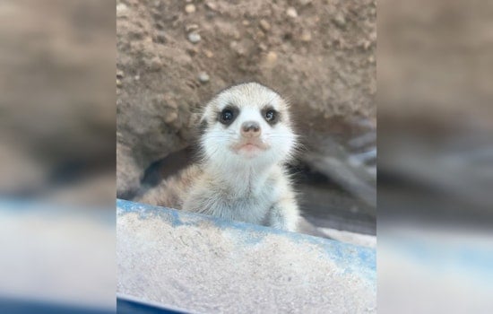 San Antonio Zoo Vies for National Acclaim in USA Today's Best Zoo Competition