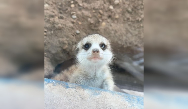 San Antonio Zoo Vies for National Acclaim in USA Today's Best Zoo Competition