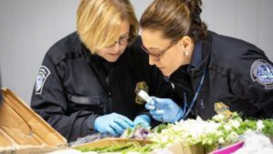 San Diego CBP Reinforces Valentine's Day Vigilance to Shield U.S. Flora from Invasive Threats