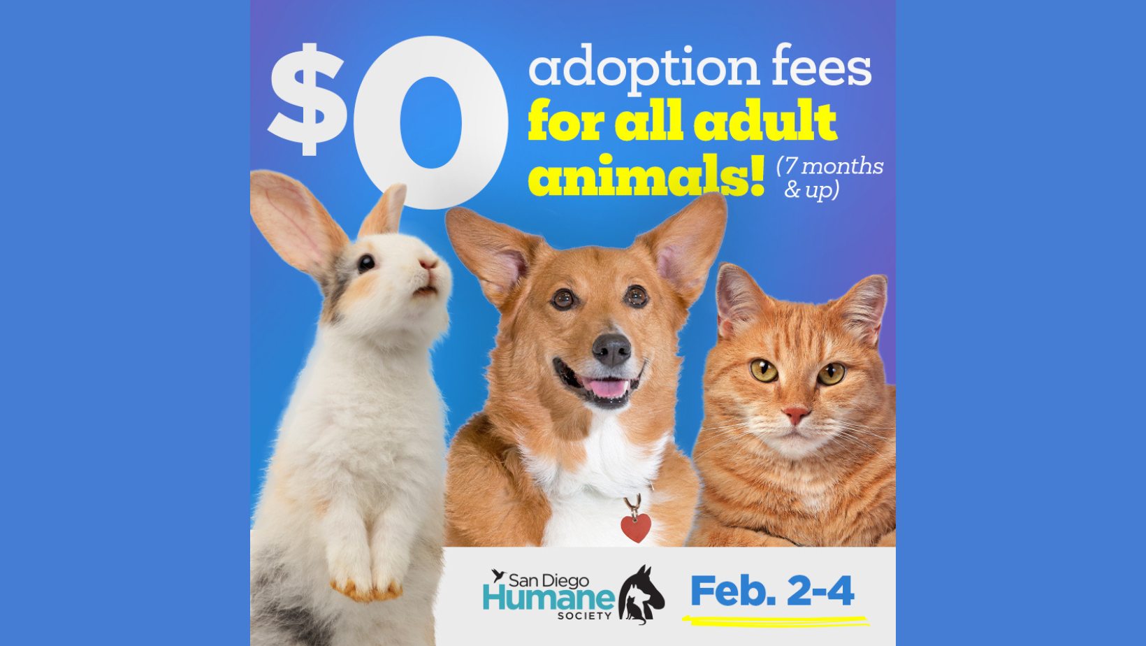 San Diego Humane Society Waives Adoption Fees To Alleviate Shelter   San Diego Humane Society Waives Adoption Fees To Alleviate Shelter Overcrowding.webp