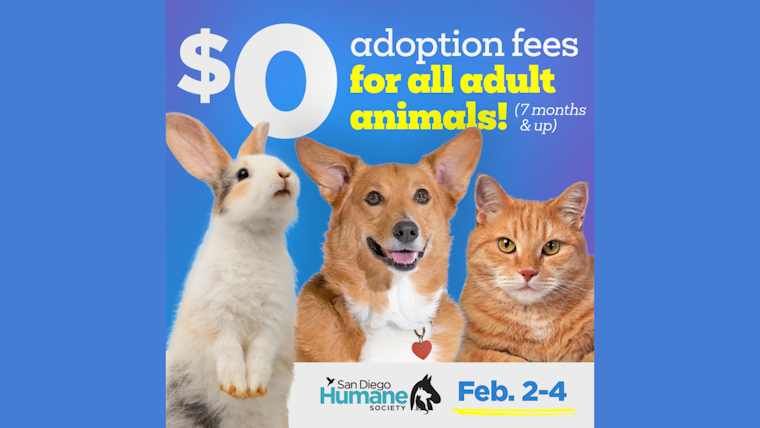 San Diego Humane Society Waives Adoption Fees to Alleviate Shelter