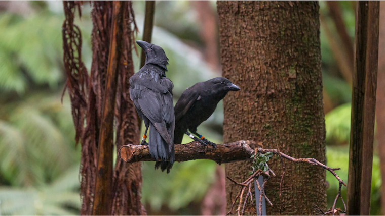 San Diego Scientists Play Cupid for Endangered Hawaiian Crows with eHarmony-Style Matchmaking