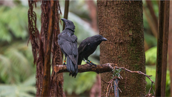 San Diego Scientists Play Cupid for Endangered Hawaiian Crows with eHarmony-Style Matchmaking