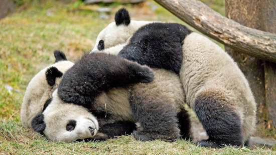 San Diego Zoo May Welcome Giant Pandas Again Following New Conservation Agreement With China