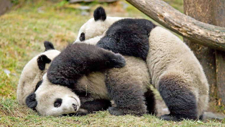 San Diego Zoo May Welcome Giant Pandas Again Following New Conservation Agreement With China