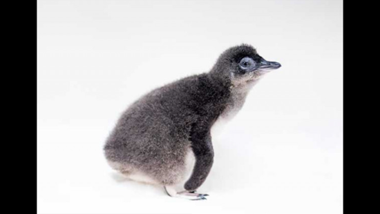 San Diego's Birch Aquarium Celebrates First Little Blue Penguin Hatch, Bolstering Conservation Efforts