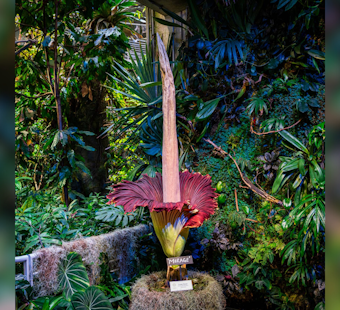 San Francisco's Corpse Flower "Mirage" Entices Visitors with Its Potent Stench at California Academy of Sciences