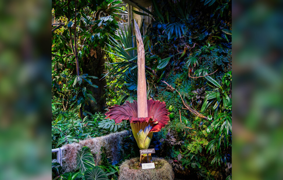 San Francisco's Corpse Flower "Mirage" Entices Visitors with Its Potent Stench at California Academy of Sciences