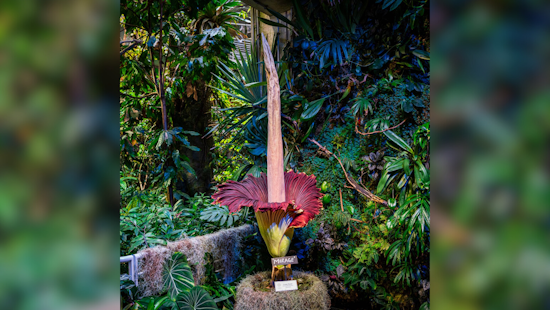 San Francisco's Corpse Flower "Mirage" Entices Visitors with Its Potent Stench at California Academy of Sciences