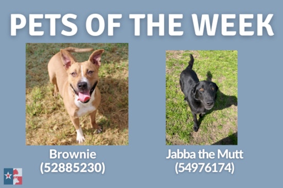 San Marcos Regional Animal Shelter Cuts Adoption Fees, Spotlight on Long-Stay Pals Brownie and Jabba