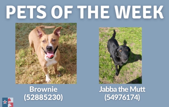 San Marcos Regional Animal Shelter Cuts Adoption Fees, Spotlight on Long-Stay Pals Brownie and Jabba