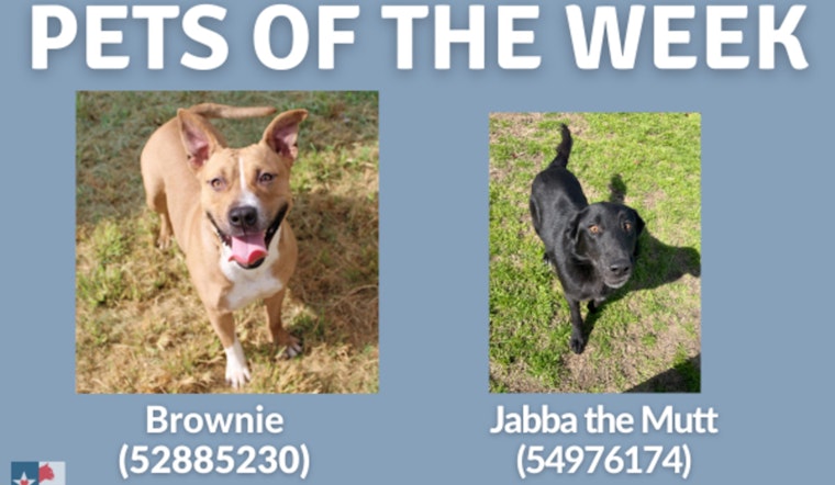 San Marcos Regional Animal Shelter Cuts Adoption Fees, Spotlight on Long-Stay Pals Brownie and Jabba