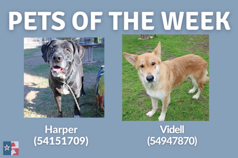 San Marcos Regional Animal Shelter Showcases Harper and Videll, Offers Special February Adoption Rate