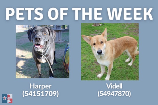 San Marcos Regional Animal Shelter Showcases Harper and Videll, Offers Special February Adoption Rate