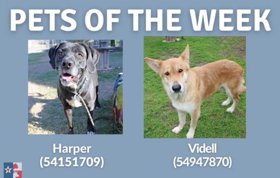 San Marcos Regional Animal Shelter Showcases Harper and Videll, Offers Special February Adoption Rate