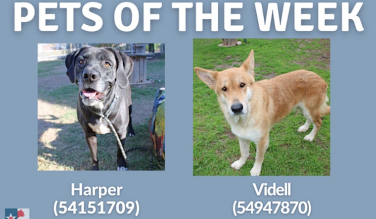 San Marcos Regional Animal Shelter Showcases Harper and Videll, Offers Special February Adoption Rate