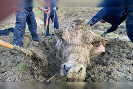 Santa Barbara Firefighters Successfully Rescue Cow from Neck-Deep Mud in Goleta Ranch