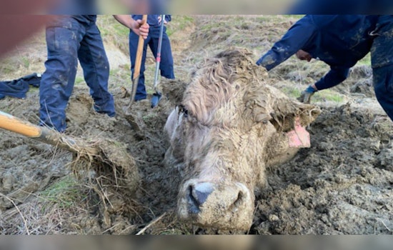 Santa Barbara Firefighters Successfully Rescue Cow from Neck-Deep Mud in Goleta Ranch