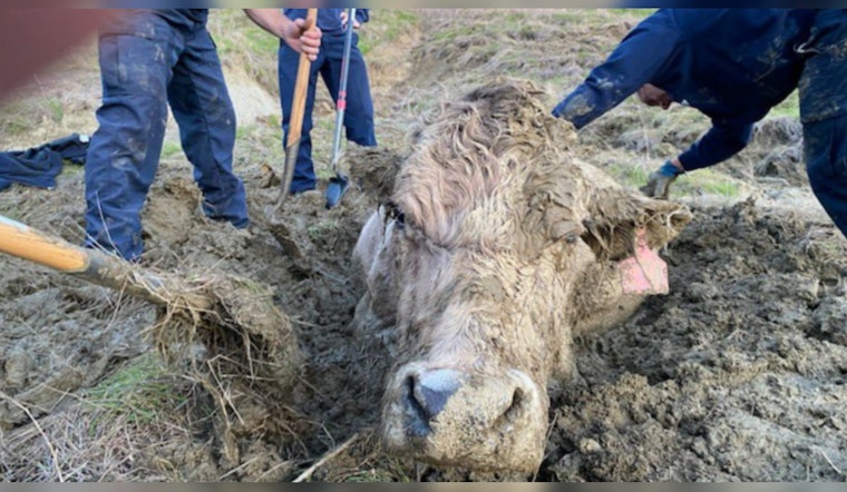 Santa Barbara Firefighters Successfully Rescue Cow from Neck-Deep Mud in Goleta Ranch