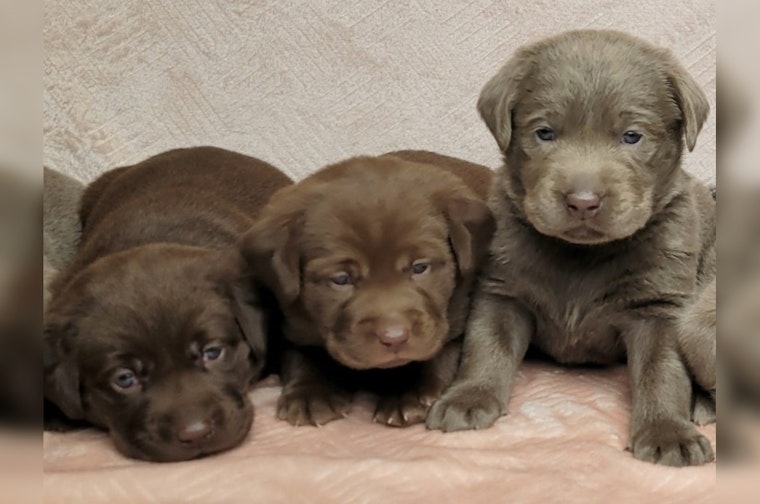 Schoolcraft College in Livonia Seeks Public Input to Name New Comfort Dog Quintet Set to Boost Campus Spirits