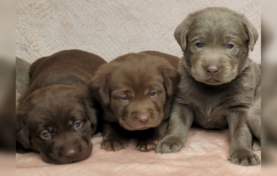 Schoolcraft College in Livonia Seeks Public Input to Name New Comfort Dog Quintet Set to Boost Campus Spirits