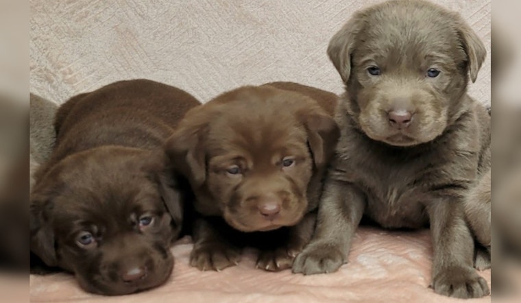 Schoolcraft College in Livonia Seeks Public Input to Name New Comfort Dog Quintet Set to Boost Campus Spirits