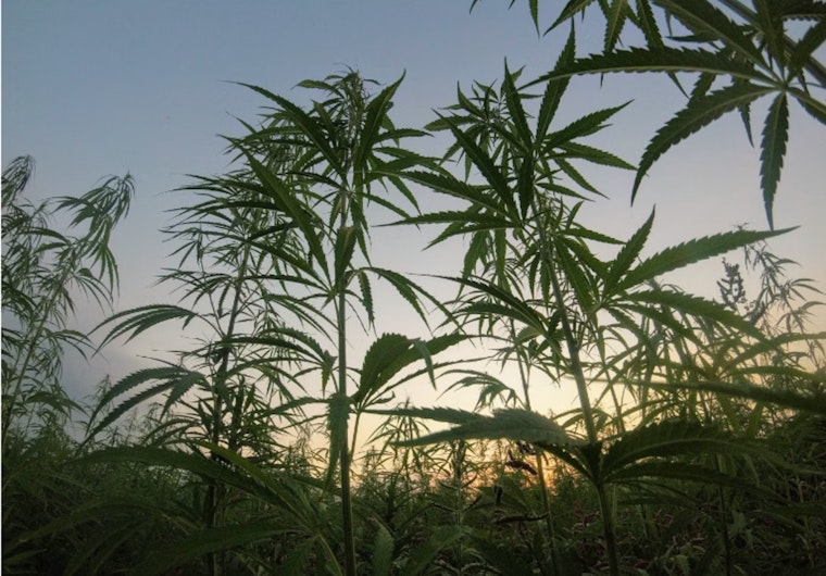 Seattle Father-Son Sentenced to 30 Months for Running Illegal Marijuana Operation