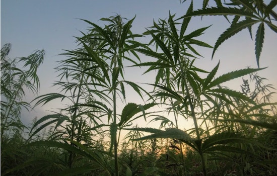 Seattle Father-Son Sentenced to 30 Months for Running Illegal Marijuana Operation