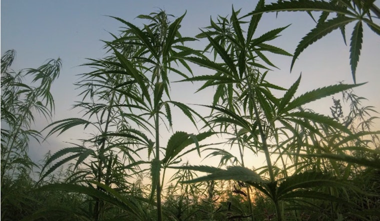 Seattle Father-Son Sentenced to 30 Months for Running Illegal Marijuana Operation