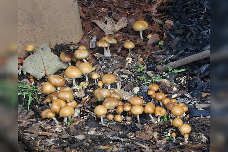 Shroom Seizures Soar by 273%, America's Psychedelic Renaissance Raises Eyebrows and Questions