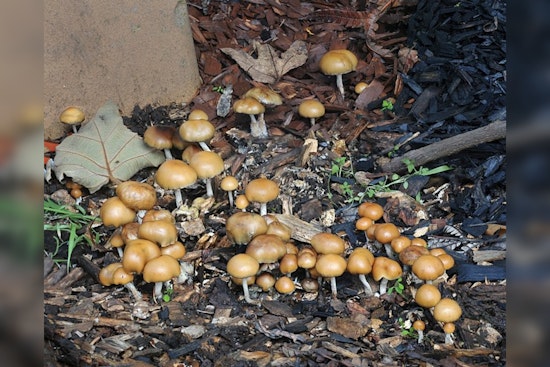 Shroom Seizures Soar by 273%, America's Psychedelic Renaissance Raises Eyebrows and Questions