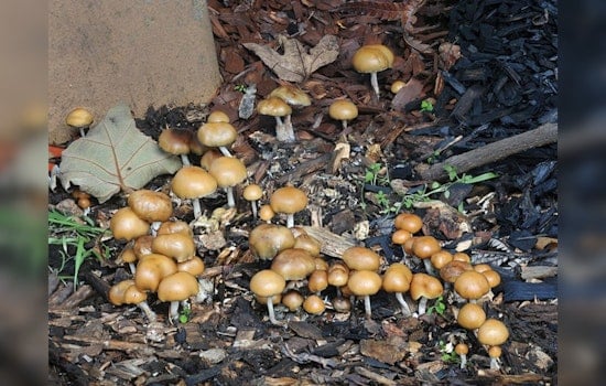 Shroom Seizures Soar by 273%, America's Psychedelic Renaissance Raises Eyebrows and Questions