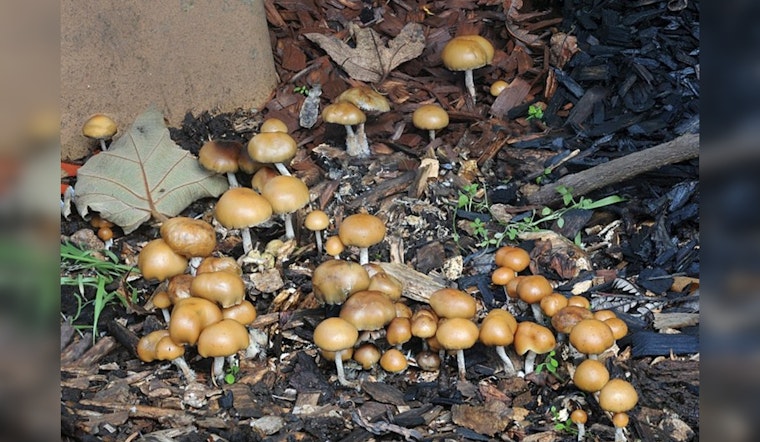 Shroom Seizures Soar by 273%, America's Psychedelic Renaissance Raises Eyebrows and Questions