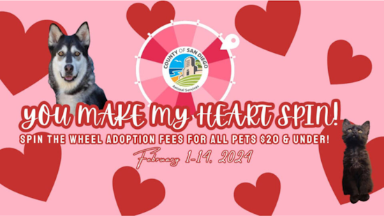 Spin the Wheel for Love: San Diego County Animal Services Offers Reduced Fee Adoptions for Valentine's Day