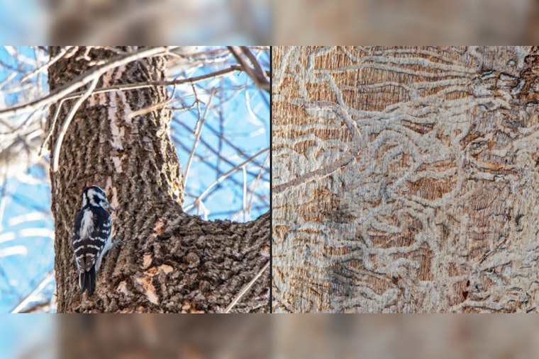St. Louis Park Encourages Early Detection of Emerald Ash Borer, Offers Financial Aid for Tree Care