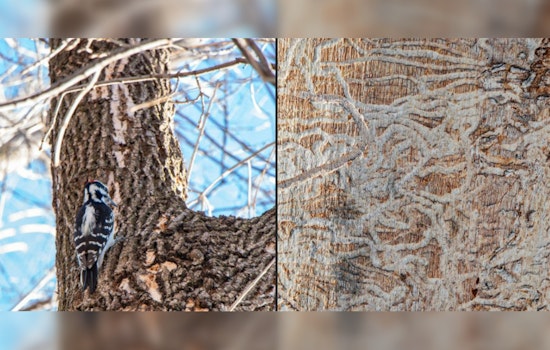 St. Louis Park Encourages Early Detection of Emerald Ash Borer, Offers Financial Aid for Tree Care