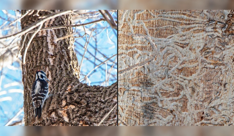 St. Louis Park Encourages Early Detection of Emerald Ash Borer, Offers Financial Aid for Tree Care