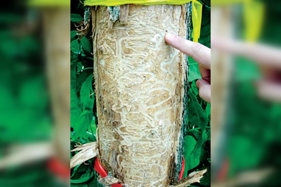 St. Louis Park Launches Shade SLP Plus to Offer Free Tree Care and Combat Emerald Ash Borer