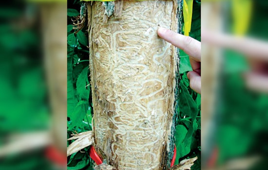 St. Louis Park Launches Shade SLP Plus to Offer Free Tree Care and Combat Emerald Ash Borer